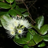 Syzygium fergusonii (Trimen) Gamble